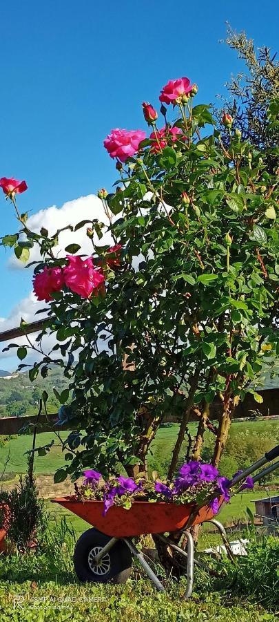 Il Faggio 17 B&B Artena Bagian luar foto